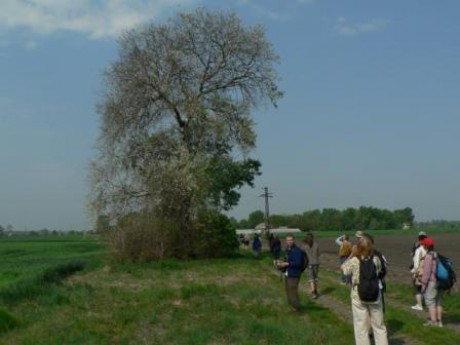 Poslední hnízdiště mandelíků na Slovensku