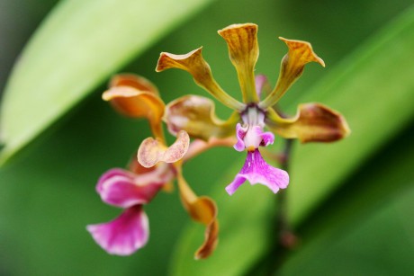 Orchideaceae (3)