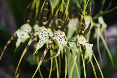 Orchideaceae (10)