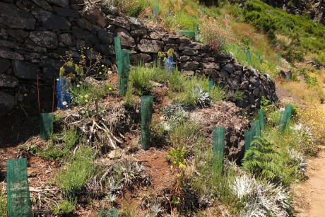 Madeira_2015_07_28 (25)_severní úbočí Pico das Tores_výsadby endemitů