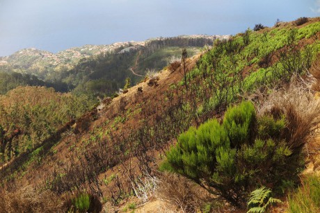 Madeira_2015_07_31 (12)_na levádě Do Paúl