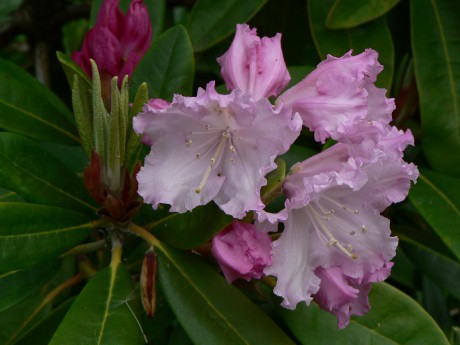 Rododendron ssp.