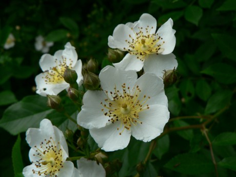 Rosa ssp.