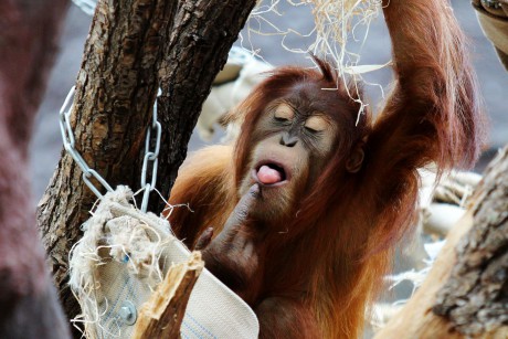 Orangutan sumaterský (2)