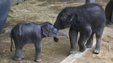 Slon indický (4)