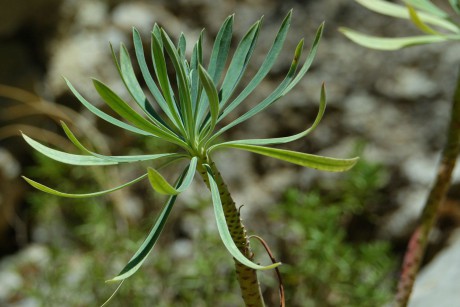 Pryšec_Euphorbia sp.