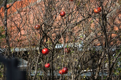 Mostar_granátová jablka