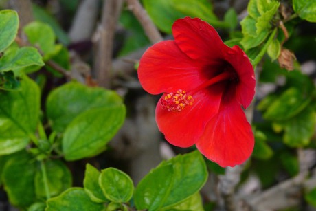 Gíza - ze zahrady hotelu Oasis - Hibiscus rosa-sinensis