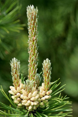 Pinus mugo (1).jpg
