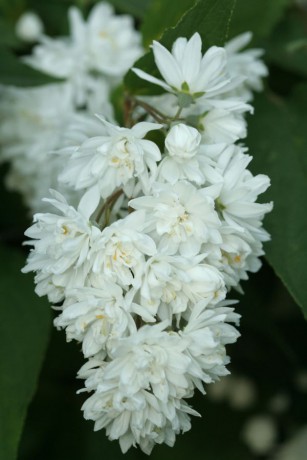 Deutzia ssp. (1).jpg