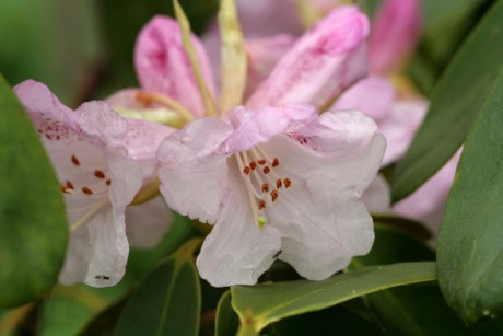 Rhododendron (2).jpg