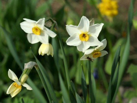 Narcissus ssp. (1).jpg