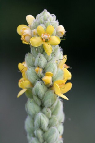 Verbascum thapsus (1).jpg