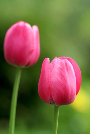 Tulipa ssp..jpg