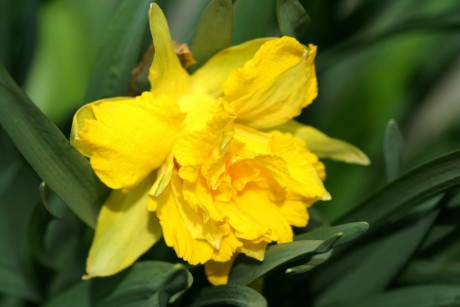 Narcissus ssp..jpg