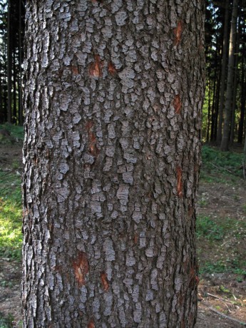 Sber_semen_z_vysokych_stromu_2009 (40).jpg