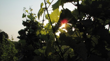 Havraníky-Staré vinice (3)