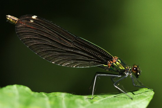 Motýlice obecná - samice
